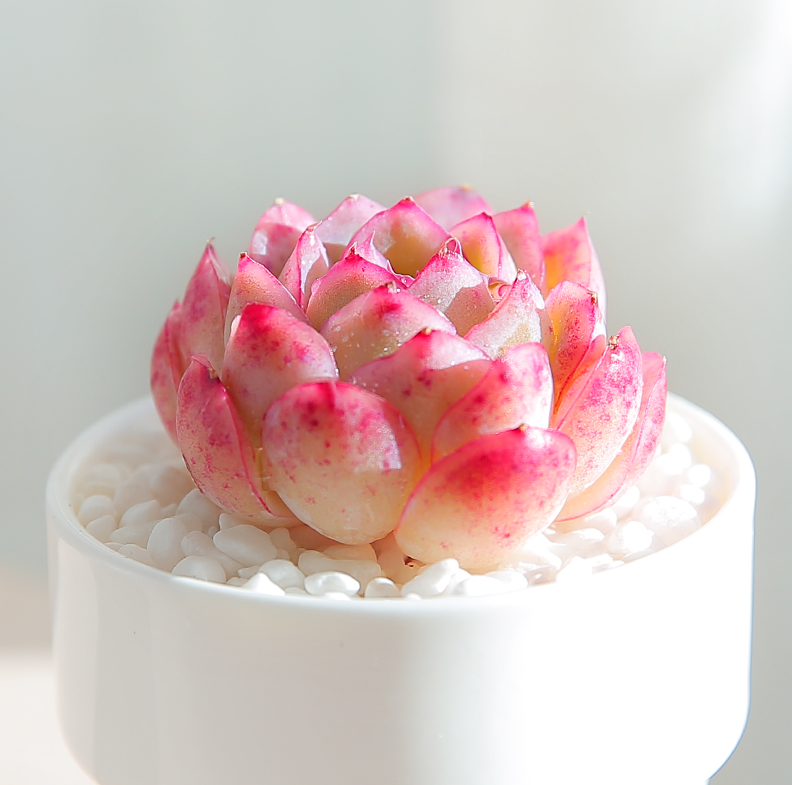 草莓冰多肉植物,冰肌红缘,"撩"动你的心