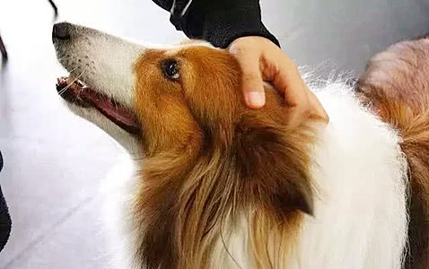 人们都喜欢"摸狗头",对狗狗来说,这个动作意味着什么呢?