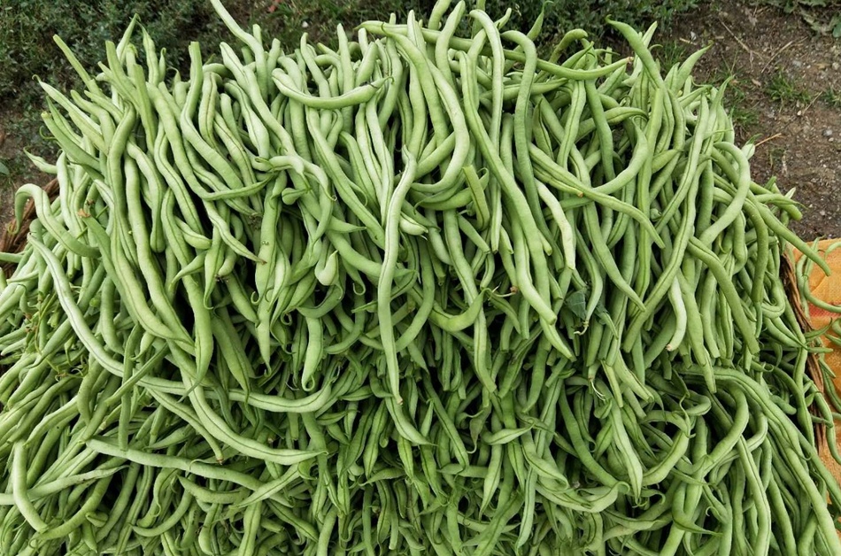 武山金豆角托起群众脱贫致富信心