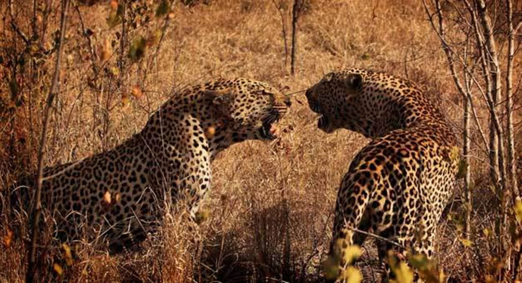 两只豹子大打出手,鬣狗坐在一旁看热闹,战败花豹被分食