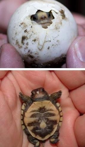 灾难现场,可爱的猴子抱着狗狗逃命,比人还有人性!