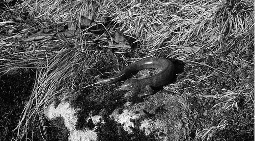 科学所无法解释的变种蠕虫,基因变异还是传说?