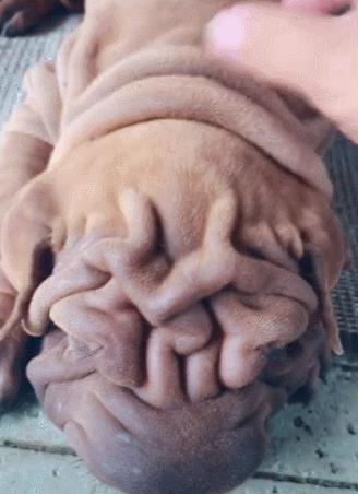 沙皮狗被人拍脑瓜,之后捏肉提起,走进一看这皮让人笑趴!