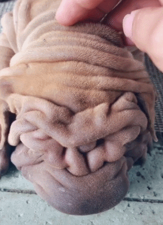 沙皮狗被人拍脑瓜,之后捏肉提起,走进一看这皮让人笑趴!