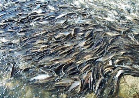 中国唯一一个不吃鱼的城市!湖中6亿斤鱼一抓一大把,却没人敢吃