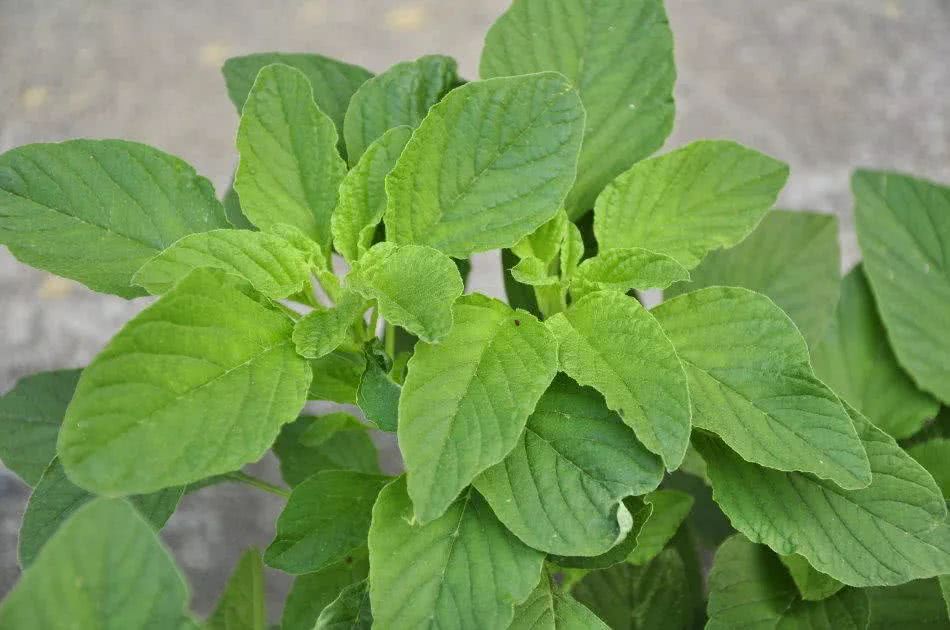 野菜只要菜杆不要叶子,泡臭了才好吃,|苋菜|野菜|臭豆腐_新浪新闻