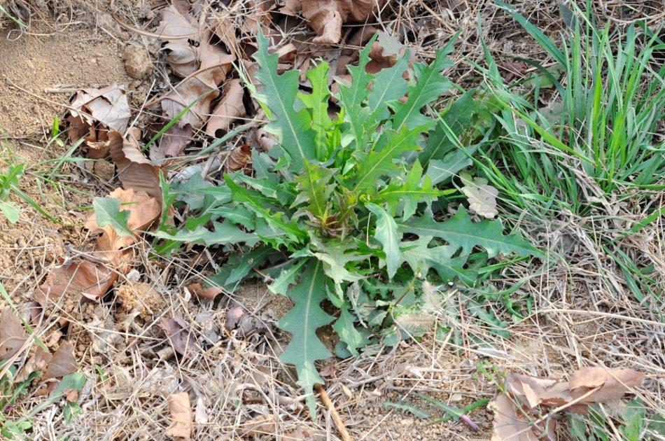 山裡一種野菜味道苦但可敗火健胃營養高見到記得摘回家