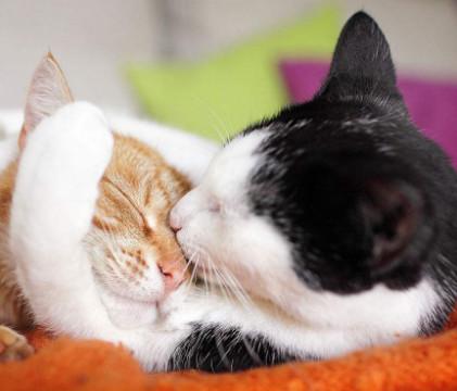 两只猫竟然在激情接吻?最后母猫的反应亮了!