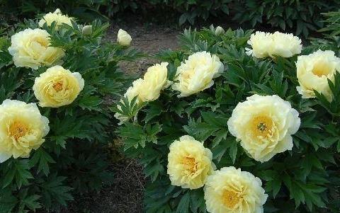 芍药花和牡丹花不会区分 只需看这一点就明白了