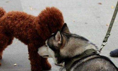 泰迪|哈士奇|肚子_新浪网