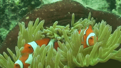 在这里,穿好浮潜装备就能下海看珊瑚和小丑鱼了,穿着安全的救生衣,不