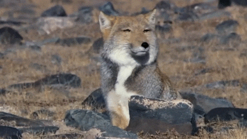 藏狐gif图片