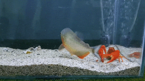 食人鱼:第一次感到这么无能为力