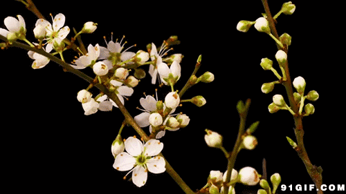 镇最美丽撩人的视觉盛宴走进梨园那含苞待放的梨花露出稚嫩的花朵儿