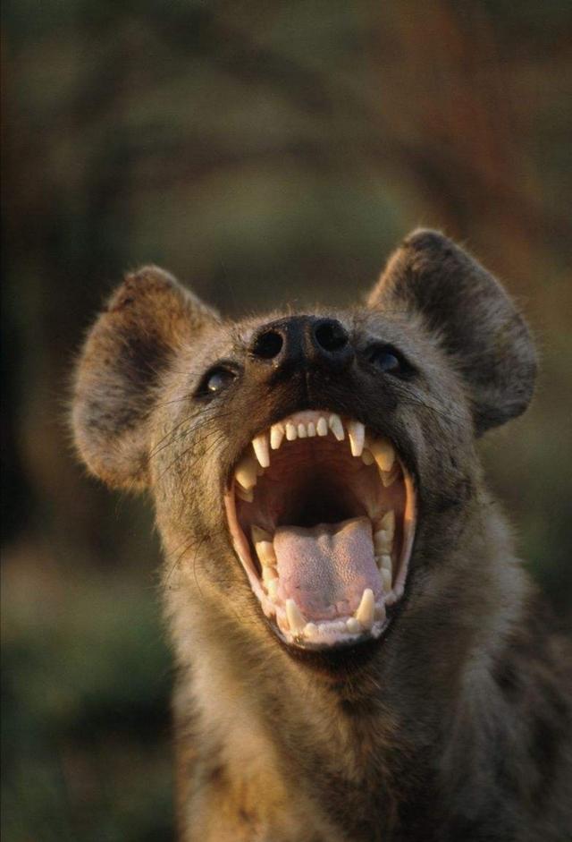 别提什么藏獒了来看看非洲人养的狗是有多凶残