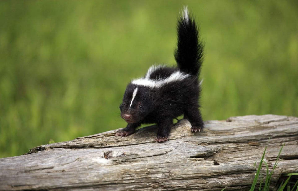 野外最臭动物,2公里远都闻得到,当宠物卖1万一只|臭鼬|黄鼠狼|宠物
