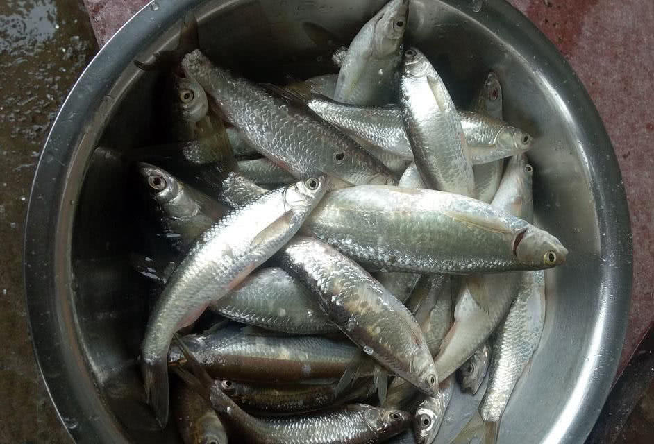 高原河冬钓蓝刀鱼,尖尖的嘴巴不同于养殖品种