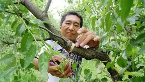 为什么要给果树环割或环剥?如何给果树环割和环剥?