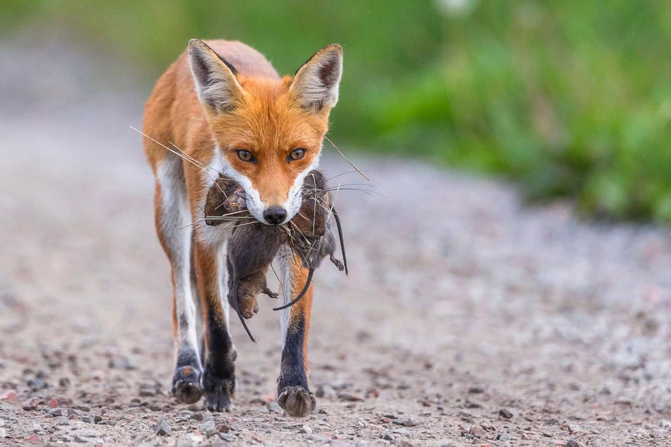 动物捕猎大图猎豹后空翻猎羚羊及鱼鹰飞掠捕鱼等