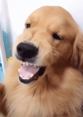 金毛不配合剃脚毛,主人一巴掌下去,乖得立马换个表情|狗狗|金毛|主人