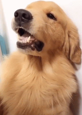 金毛不配合剃脚毛主人一巴掌下去乖得立马换个表情