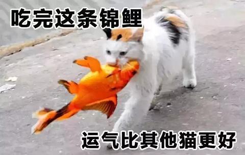 崇拜锦鲤相信躺赢小心变成一条只会幻想的咸鱼沸腾