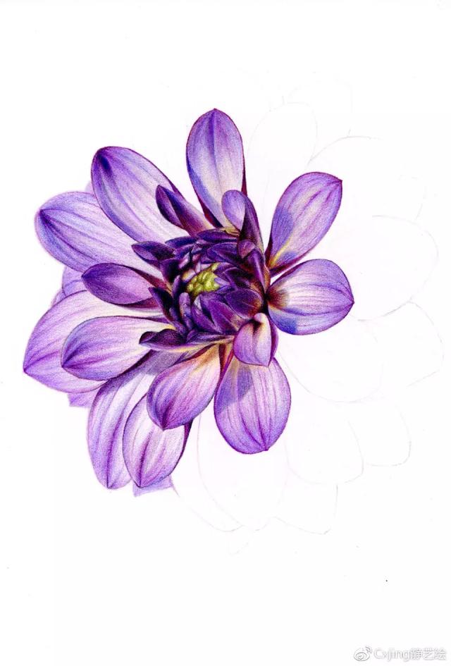 超详细彩铅教程教你画绽放的大丽花