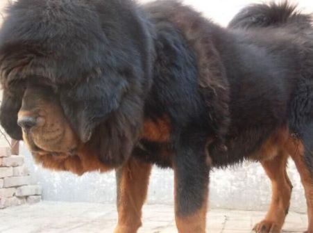 藏獒变成猪獒,德系狼犬变成猪狼犬,此容貌何以见先祖,痛心疾首