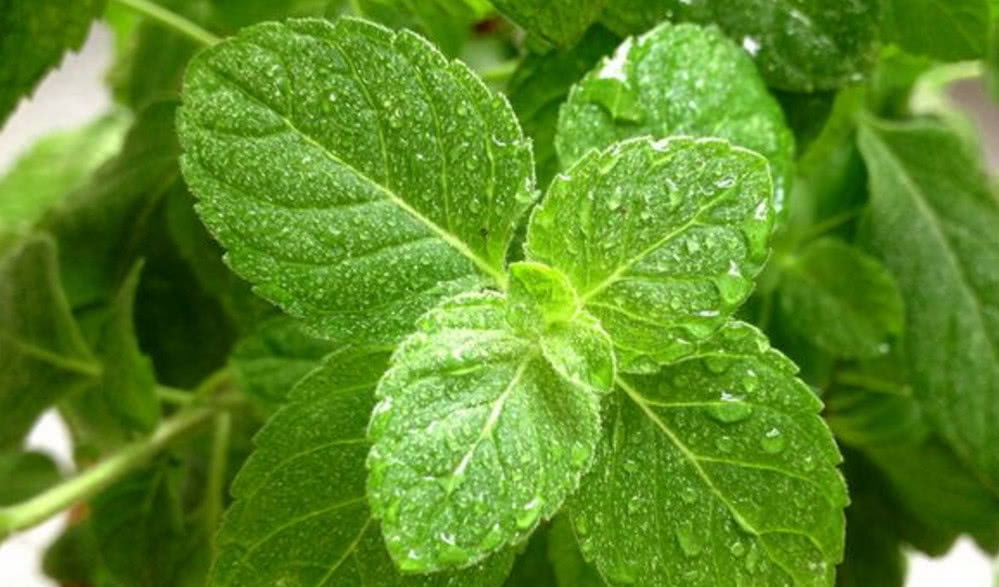 猫咪经常呕吐怎么办?别急,这五种方法可以帮你