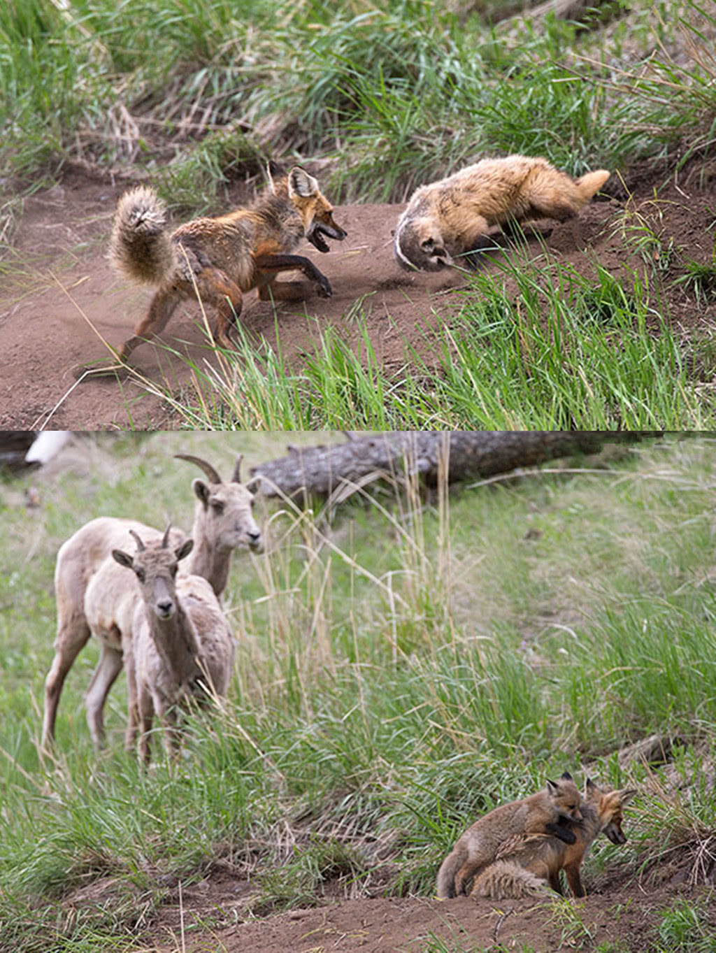 狗獾偷袭狐狸幼崽,被大狐狸堵在洞里暴揍,给平头哥丢脸了