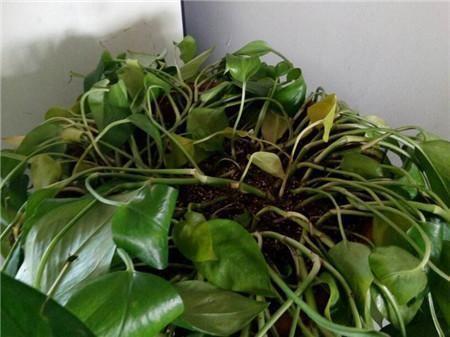 绿萝叶片"萎蔫"?邻居大姐:忽略这3点,天天浇水也养不好!