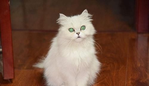 养宠经验:蓝眼白猫生了病很瘦怎么办,蓝眼白猫很瘦吃什么会胖