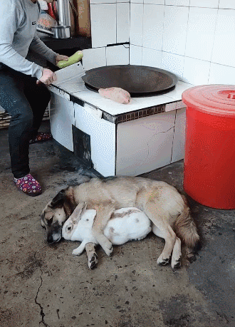 主人要炖狗肉,狗狗跳进了锅,随后兔子离不开狗子一同跳进去!