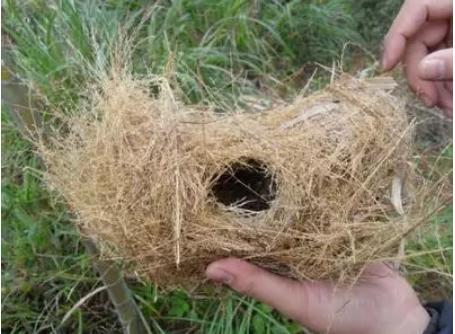 判决结果在网络引发了轩然大波,不少网友质疑"掏鸟窝"贩卖国家保护