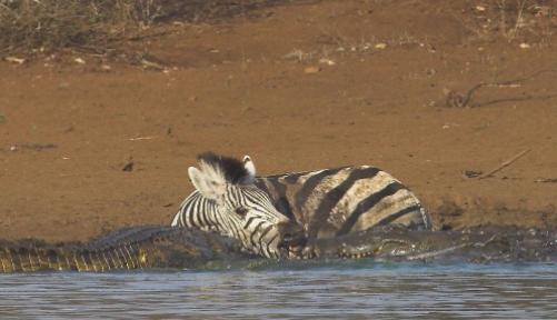 尼罗鳄残忍捕杀斑马,而斑马直接咬住尼罗鳄嘴巴,这下能吹牛了