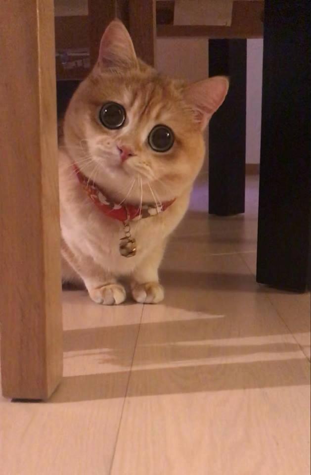 最近这只猫火了,"纯天然无公害"大眼睛,真是萌坏我了!