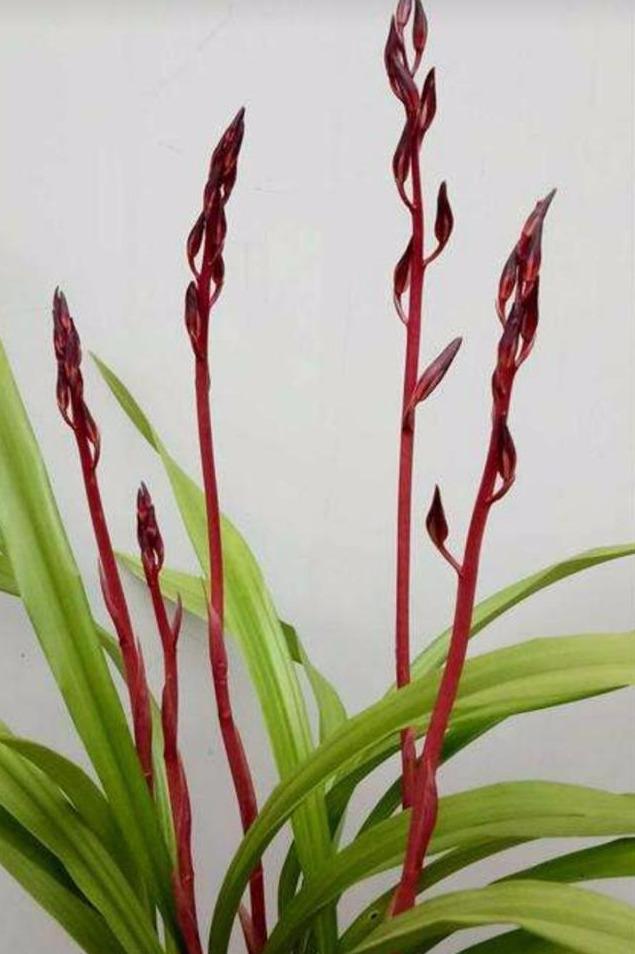 自己养的墨兰中国红花莛不高,这是怎么回事儿?有什么解决方法呢