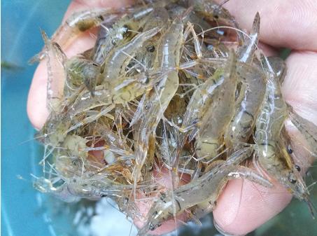 黄渤海|渔场|北部湾_新浪新闻