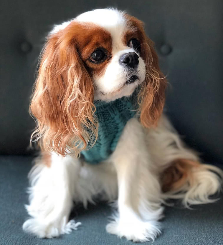 超可爱的查理王小猎犬大眼睛和长耳朵好像一对双马尾