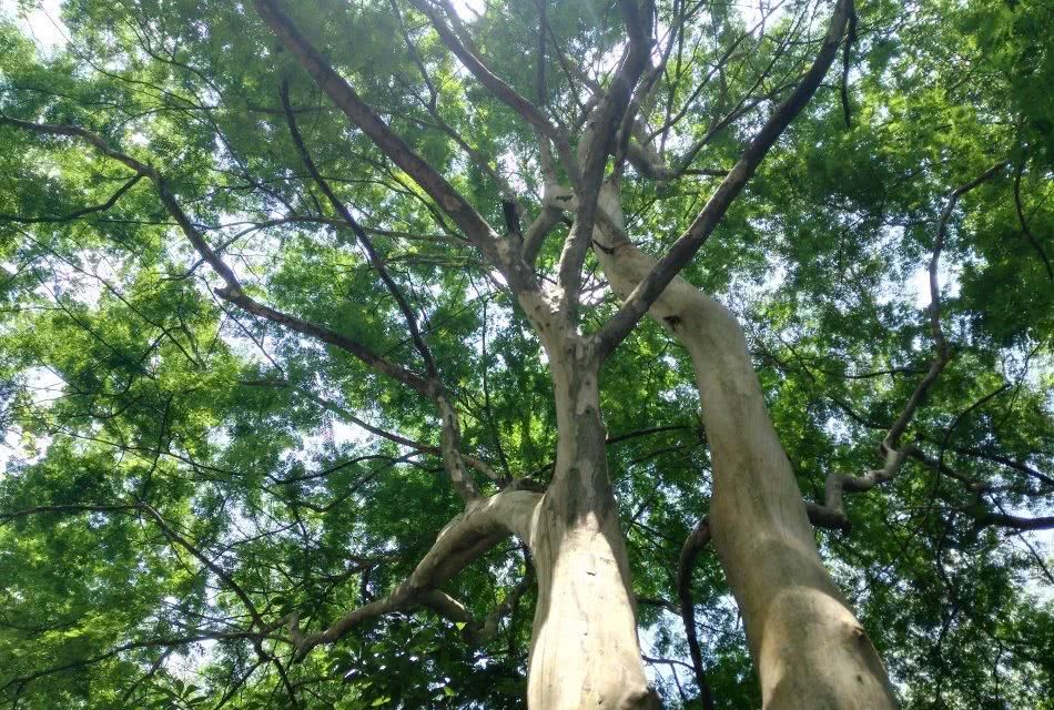 这种树木就是铁力木,也被人称作铁梨木.