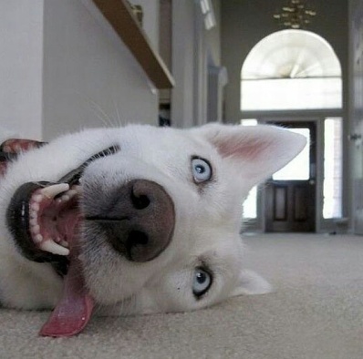 事实证明,哈士奇的蠢都是装出来的!哈士奇:呵,天真!