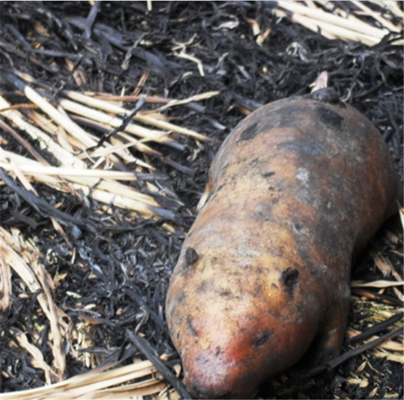 烧烤竹鼠看似美味,但是准备吃的时候开始想吐了,实在顶不住啊