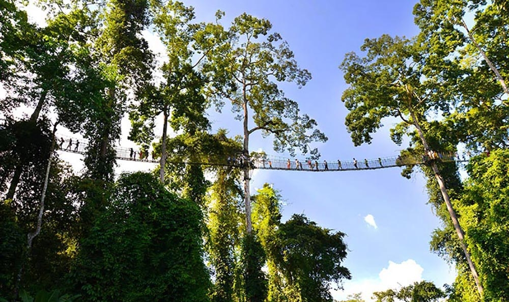 树冠走廊,行走在空中|望天树|树冠|走廊_新浪新闻