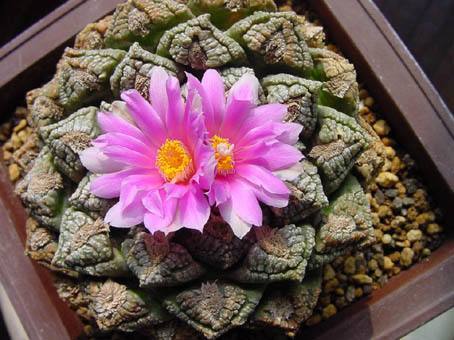 龟甲牡丹非常昂贵的多肉植物你见过或者养过吗