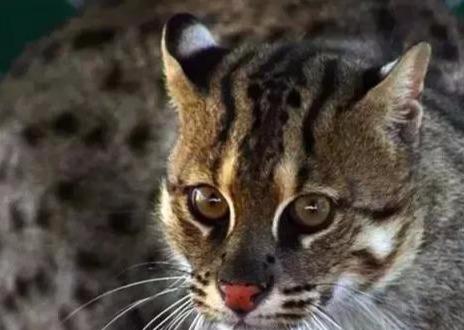 胡来猫一种潮汕即将消失的动物你可曾见过