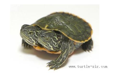 四个头的巴西龟趣怪非常,猜猜它受哪个头的控制「龟谷鳖老」