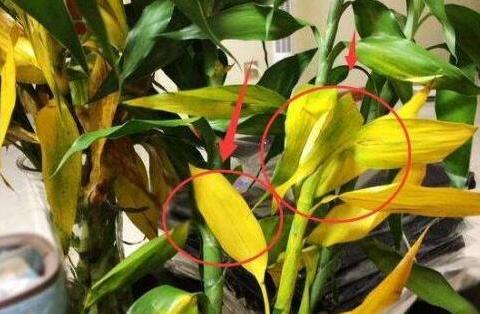 一根锈铁钉 就能让花花更肯长 花叶土全变健康 色