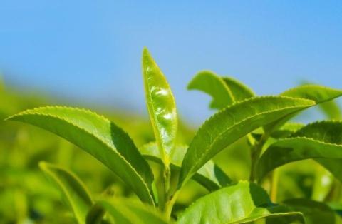 茶树鲜叶，你了解么|鲜叶|茶树|茶叶_新浪新闻