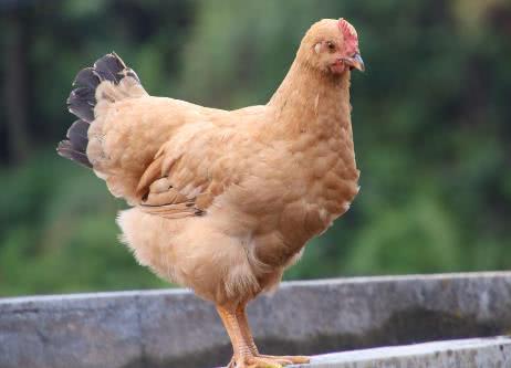 鸡身上这个部位,含有大量寄生虫,再喜欢也不要