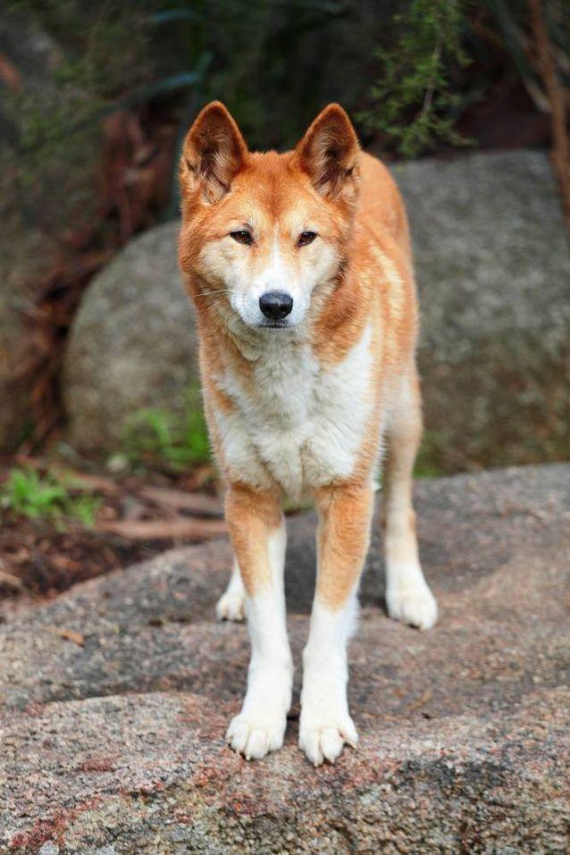 全世界十大古老犬种,大部分已濒临灭绝,还有一个在我们农村挣扎